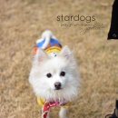 나드리 애견 이미지