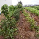 두현농장 이미지