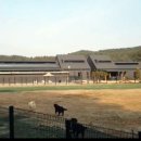 네발로 코리아 이미지