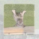 늘봄펫살롱 이미지