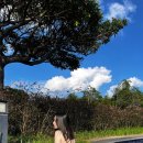 남해A | 아난티 남해 펫룸 펜트하우스 A 애견동반 호텔 후기