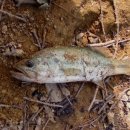 율리저수지 이미지