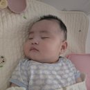 뚱보 생 막창 이미지