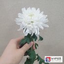 뉴상조