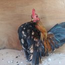 명품농장 이미지