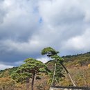 나무이야기 - 서귀포시 남태해안로 11-5 | 나무이야기