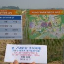 2년차 대규모(160ha) 벼 기계이앙 소식재배 분얼초기 작황 및 현장 반응 이미지