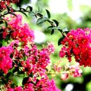 배롱나무 특화거리 이미지