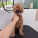 또리네 멍멍이 미용실 이미지