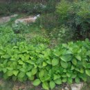 영지농장 이미지