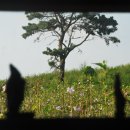 무궁화농원 이미지