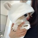 대구애견미용 모여라솜뭉치 이미지