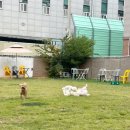 유애견 네이버블로그