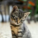 강남고양이분양 스타돌스 이미지