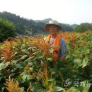 일원푸드