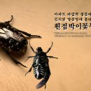 「곤충ノ파충」 아파트 바깥쪽 창틀에 설치된 방충망에 붙어있는 흰점박이꽃무지 이미지