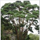 고창선운산풍천장어 이미지