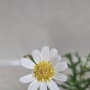 라떼한송이