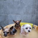 덕분이야모든개 이미지