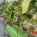 왕벌농장 이미지