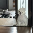 멍글하우스 | [광주 광산구 애견 목욕 및 미용] 몽글멍글 내돈내산 후기