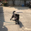 한성동물약품 | 안양 중앙시장 동물 약국 &amp; 한성 동물 약품 후기 추천