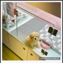 부산고양이분양 브라비펫 펫스테이션점 이미지