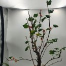 까마귀밥나무 분재 토종식물 인테리어화분 개업축하선물(완료) 이미지