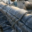 상만리 비자나무 이미지