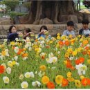 함평나비(광주) 이미지