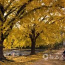 보령베스트 이미지