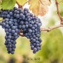 적포도로 만드는 화이트와인 이미지