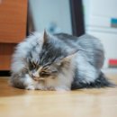 제이그루밍 이미지