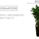 남양꽃집힐링플라워 이미지
