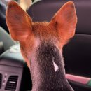 살롱드멍뭉 이미지