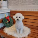 오구오구살롱 이미지