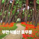 9월27일 일요일 붉은꽃의 융단 부안 석불산 변산 내소사상사화 꽃무릇 트래킹 아톰여행클럽 모잭 합니다 이미지