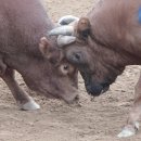 81th 131026 포항칠포옆 바닷가 일출.. 포항함 관람.. 청도 소싸움 배팅에 대하여 (배달률) 이미지