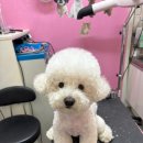 DOG 깨비 | 천안 · 쌍용동 비숑 미용 맛집 추천 / 도그빌리지 Dogvillage