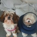 견생폼사 | 개린이도 멋을 원한다 / 강추 반려견미용실 개인의 취향