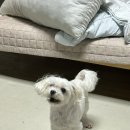 보정고등학교 | 시함기간...맞나요