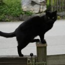 검은고양이 이미지