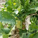 수지농장 이미지