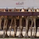 금주의 월드뉴스 보도사진: 낙타 경주, 해마, 일루전 룸 이미지
