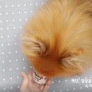 프로지스 | 강아지요거트 칼로리 낮은 유산균간식 프로지스