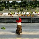 신왕리 | 화성 두돌아기 딸기체험농장 방문후기, 더나은딸기 ♡ 가격표 • 준비물 • tip 등등