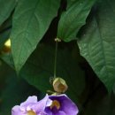 여기 온실에는 Blue trumpet vine이 한창입니다. 이미지