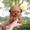 광주강아지분양 고양이분양 미유펫 본점 이미지