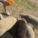 깨끗한운동화삼천점 | 210419, 경주 뷰 맛집 겸 ‘양’아치 구경! [화랑의언덕, 명상바위, 황리단길황남옼수수]