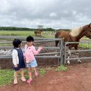 금호목장 이미지